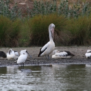 Pelecanus conspicillatus at Giralang, ACT - 15 Dec 2019