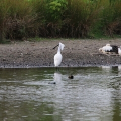 Platalea regia (Royal Spoonbill) at Giralang Wetlands - 15 Dec 2019 by NinaMc