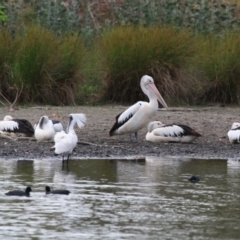 Platalea regia at Giralang, ACT - 15 Dec 2019