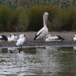 Platalea regia at Giralang, ACT - 15 Dec 2019 05:04 PM