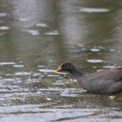 Gallinula tenebrosa (Dusky Moorhen) at Giralang, ACT - 15 Dec 2019 by NinaMc