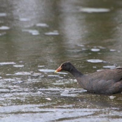 Gallinula tenebrosa (Dusky Moorhen) at Giralang Wetlands - 15 Dec 2019 by NinaMc