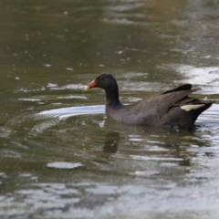 Gallinula tenebrosa at Giralang, ACT - 15 Dec 2019 05:04 PM