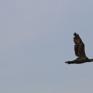 Phalacrocorax sulcirostris at Giralang, ACT - 19 Dec 2019