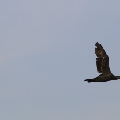 Phalacrocorax sulcirostris (Little Black Cormorant) at Lake Ginninderra - 18 Dec 2019 by NinaMc