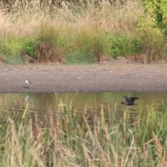 Phalacrocorax sulcirostris at Giralang, ACT - 19 Dec 2019