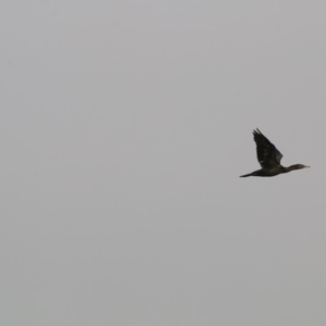 Phalacrocorax sulcirostris at Giralang, ACT - 19 Dec 2019