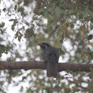 Eudynamys orientalis at Giralang, ACT - 20 Dec 2019 07:20 AM