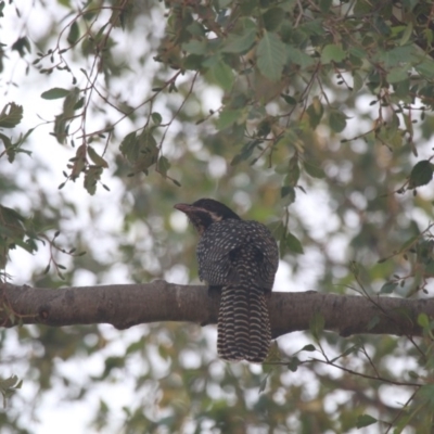 Eudynamys orientalis (Pacific Koel) at Giralang Wetlands - 19 Dec 2019 by NinaMc