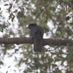 Eudynamys orientalis at Giralang, ACT - 20 Dec 2019