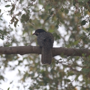 Eudynamys orientalis at Giralang, ACT - 20 Dec 2019 07:20 AM