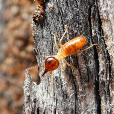 Nasutitermes sp. (genus) (Snouted termite, Gluegun termite) at Deakin, ACT - 14 Dec 2019 by HarveyPerkins