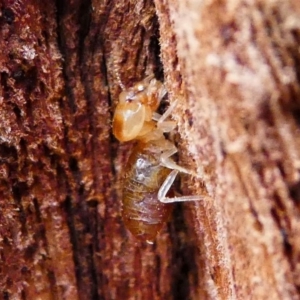 Nasutitermes sp. (genus) at Deakin, ACT - 15 Dec 2019