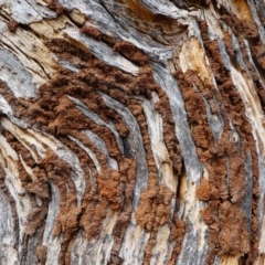 Nasutitermes sp. (genus) at Red Hill Nature Reserve - 15 Dec 2019