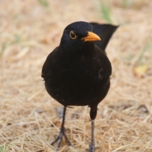 Turdus merula at Giralang, ACT - 21 Dec 2019