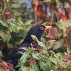 Turdus merula at Giralang, ACT - 21 Dec 2019 07:06 AM