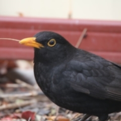 Turdus merula at Giralang, ACT - 21 Dec 2019 07:06 AM