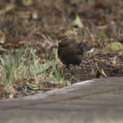 Turdus merula at Giralang, ACT - 21 Dec 2019 07:06 AM