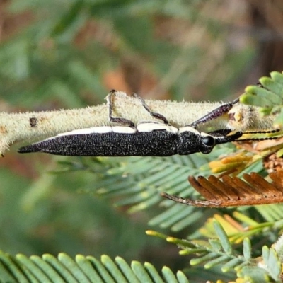 Rhinotia phoenicoptera (Belid weevil) at Red Hill Nature Reserve - 14 Dec 2019 by HarveyPerkins