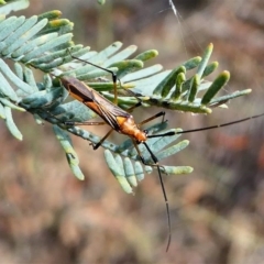Rayieria acaciae (Acacia-spotting bug) at Red Hill Nature Reserve - 14 Dec 2019 by HarveyPerkins