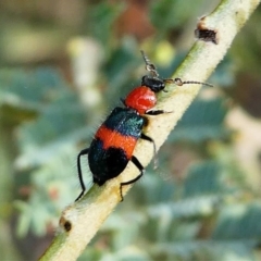 Dicranolaius cinctus (Notched-leg Red & Blue Flower Beetle) at Red Hill, ACT - 15 Dec 2019 by HarveyPerkins