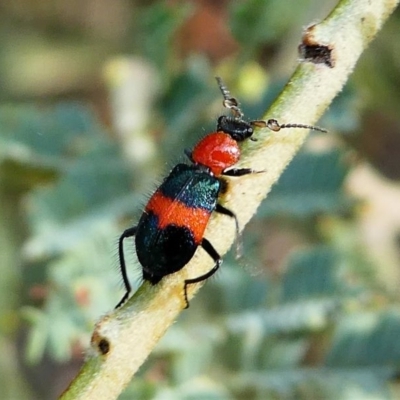 Dicranolaius cinctus (Notched-leg Red & Blue Flower Beetle) at Red Hill, ACT - 15 Dec 2019 by HarveyPerkins