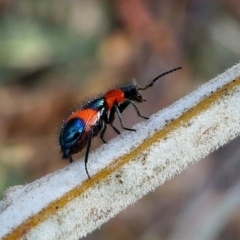 Dicranolaius bellulus at Red Hill, ACT - 15 Dec 2019 08:25 AM