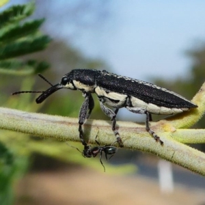 Rhinotia sp. in brunnea-group at Red Hill, ACT - 15 Dec 2019 08:27 AM