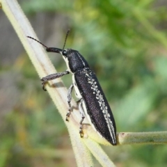 Rhinotia sp. in brunnea-group at Red Hill, ACT - 15 Dec 2019