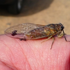 Galanga labeculata (Double-spotted cicada) at Red Hill, ACT - 14 Dec 2019 by HarveyPerkins