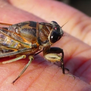 Galanga labeculata at Red Hill, ACT - 15 Dec 2019