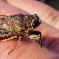 Galanga labeculata at Red Hill, ACT - 15 Dec 2019