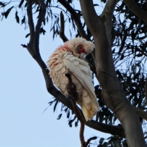 Cacatua tenuirostris at Garran, ACT - 15 Dec 2019