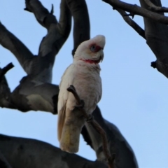 Cacatua tenuirostris at Garran, ACT - 15 Dec 2019