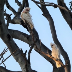 Cacatua tenuirostris at Garran, ACT - 15 Dec 2019