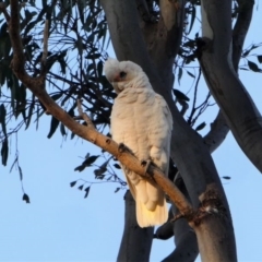 Cacatua sanguinea (Little Corella) at Garran, ACT - 14 Dec 2019 by HarveyPerkins