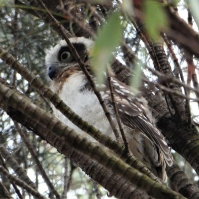 Ninox boobook (Southern Boobook) at Red Hill, ACT - 14 Dec 2019 by HarveyPerkins