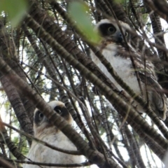 Ninox boobook at Red Hill, ACT - 15 Dec 2019 07:27 AM