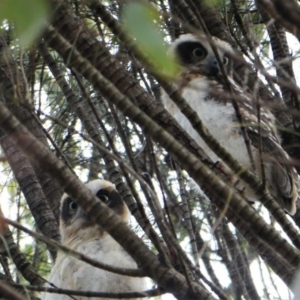 Ninox boobook at Red Hill, ACT - 15 Dec 2019 07:27 AM