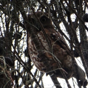 Ninox boobook at Red Hill, ACT - 15 Dec 2019 07:27 AM