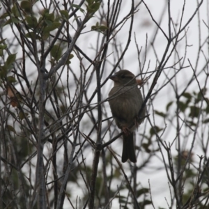 Passer domesticus at Giralang, ACT - 21 Dec 2019