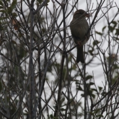 Passer domesticus at Giralang, ACT - 21 Dec 2019