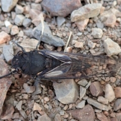 Yoyetta timothyi (Brown Firetail Cicada) at Aranda Bushland - 18 Dec 2019 by CathB