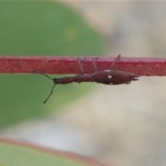 Rhadinosomus lacordairei (Thin Strawberry Weevil) at Aranda Bushland - 18 Dec 2019 by CathB