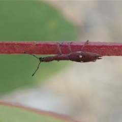 Rhadinosomus lacordairei (Thin Strawberry Weevil) at Dunlop, ACT - 19 Dec 2019 by CathB