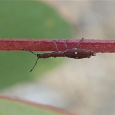 Rhadinosomus lacordairei (Thin Strawberry Weevil) at Aranda Bushland - 18 Dec 2019 by CathB