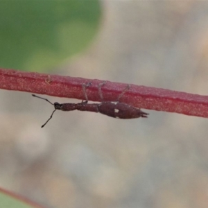 Rhadinosomus lacordairei at Dunlop, ACT - 19 Dec 2019 06:58 AM