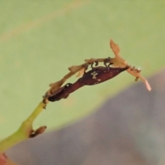 Rhadinosomus lacordairei at Dunlop, ACT - 19 Dec 2019 06:58 AM