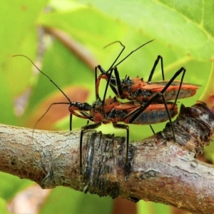 Gminatus australis at Kambah, ACT - 8 Dec 2019 06:02 PM