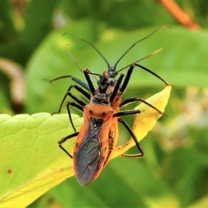 Gminatus australis at Kambah, ACT - 8 Dec 2019